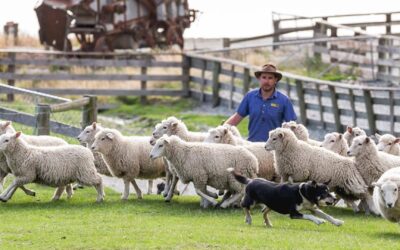 Пошаговый план запуска овцеводства.