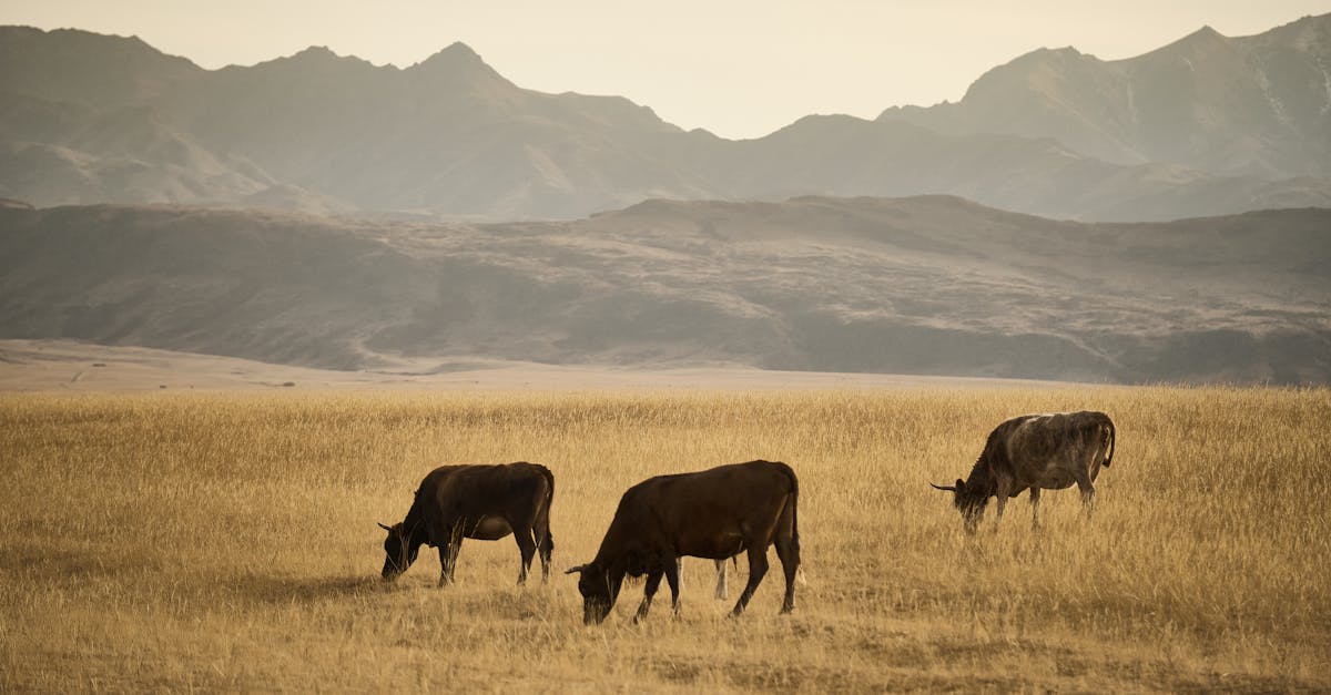 Cows graze peacefully in the golden fields of Kazakhstan, backdropped by rolling mountains.
