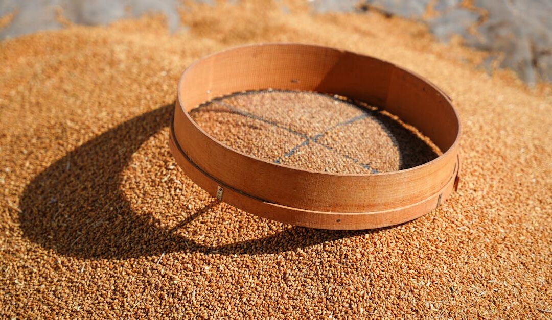 A wooden sieve resting on a pile of wheat grains, sunlit and outdoors.
