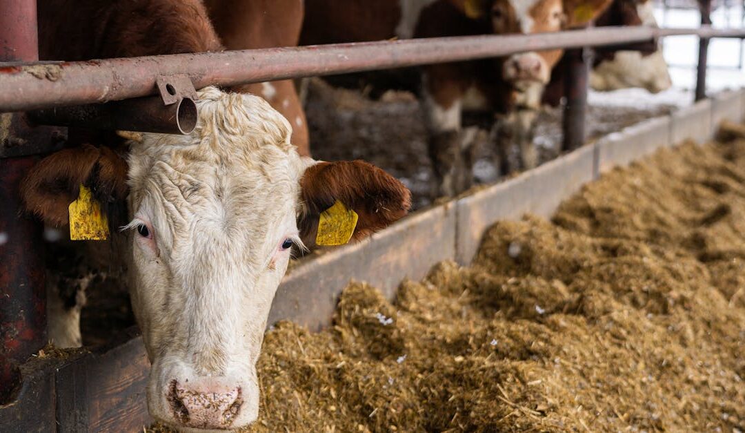Cows at feeding trough on a Slovakian farm during winter season.