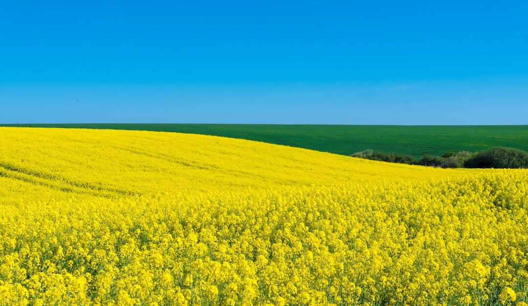 A stunning landscape of a yellow rapeseed field with a clear blue sky in Timișoara, Romania.