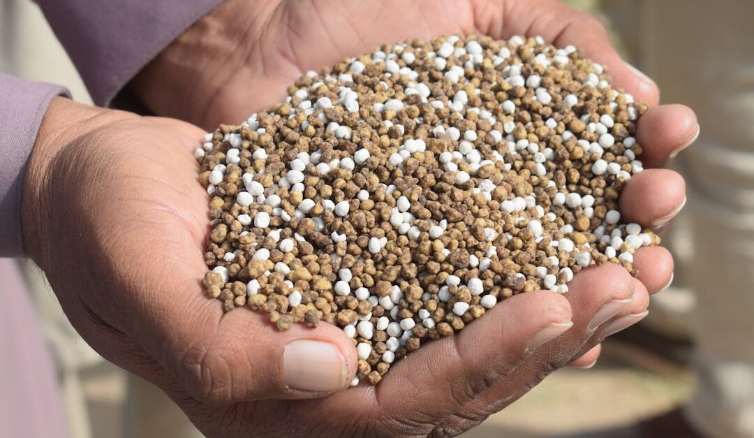 Close-up of hands holding granular fertilizer in Bahawalpur, Pakistan.