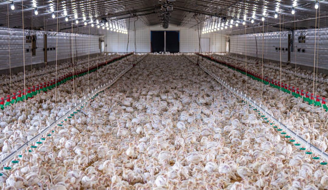 A large flock of chickens inside a modern poultry farm facility.