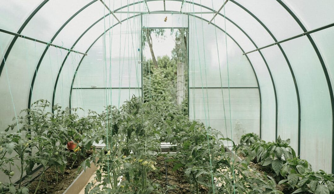 Explore a vibrant greenhouse full of growing plants, showcasing sustainable agriculture and fresh produce.
