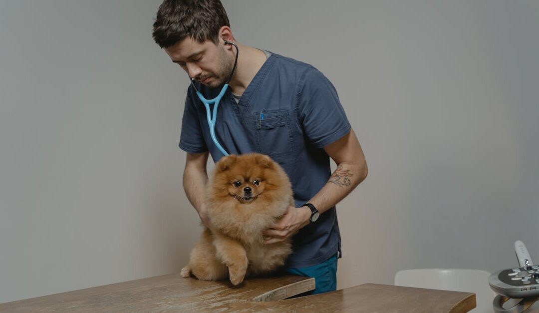 A veterinarian checks a Pomeranian dog using a stethoscope in a clinic setting.