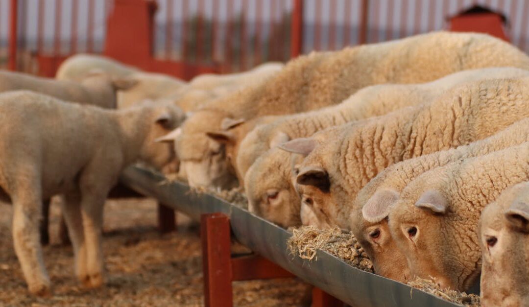 A group of sheep eating from a trough at sunset, showcasing rural farm life.