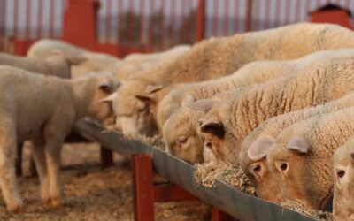 ТЭО завода кормов для животных в Казахстане: комбикорм, аквакорм, pet-food